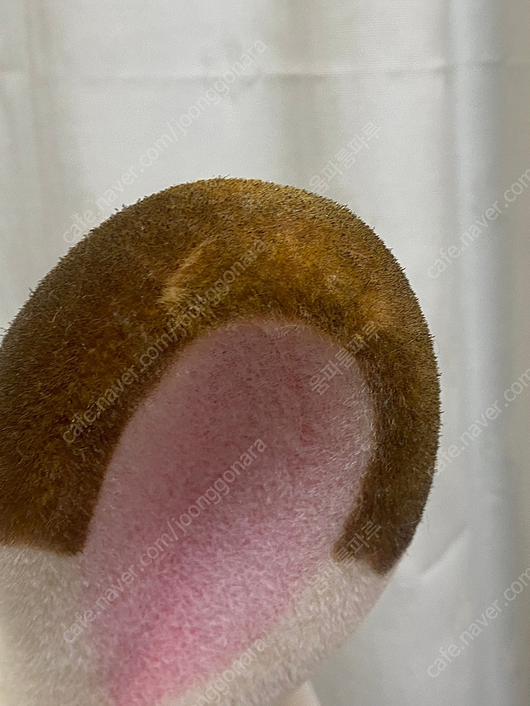 자이언트 실바니안 80cm 이미지