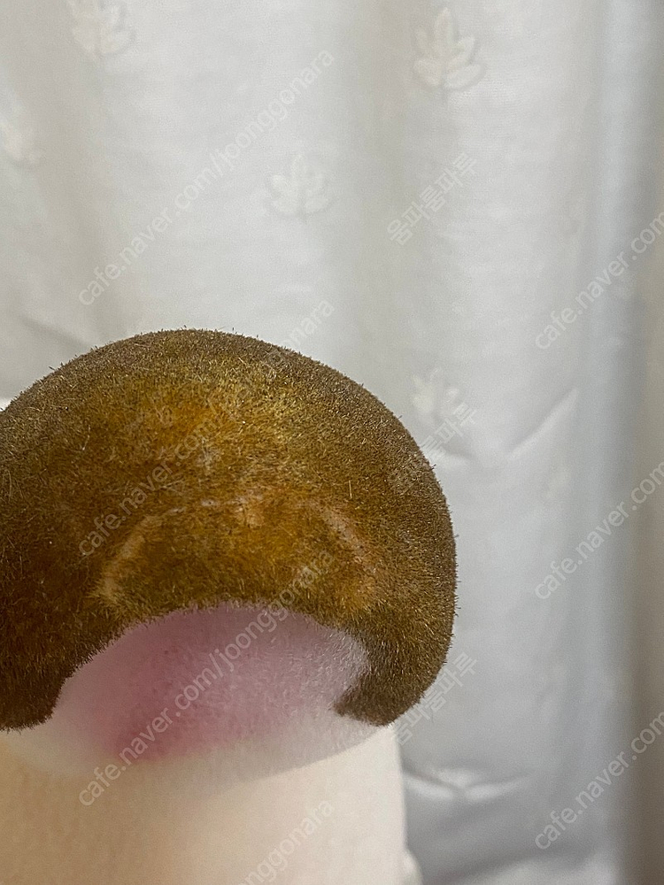 자이언트 실바니안 80cm 이미지