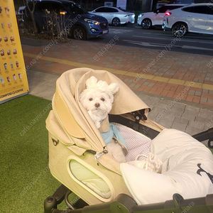 로얄테일즈 다이에나(강아지유모차)