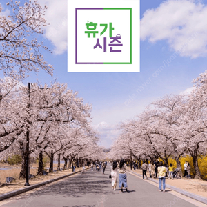 (예약가능) 켄싱턴리조트 경주/설악비치/설악밸리 <벚꽃축제>