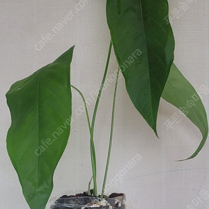 Anthurium bullatus 묘 안스리움 블라투스 블라터스