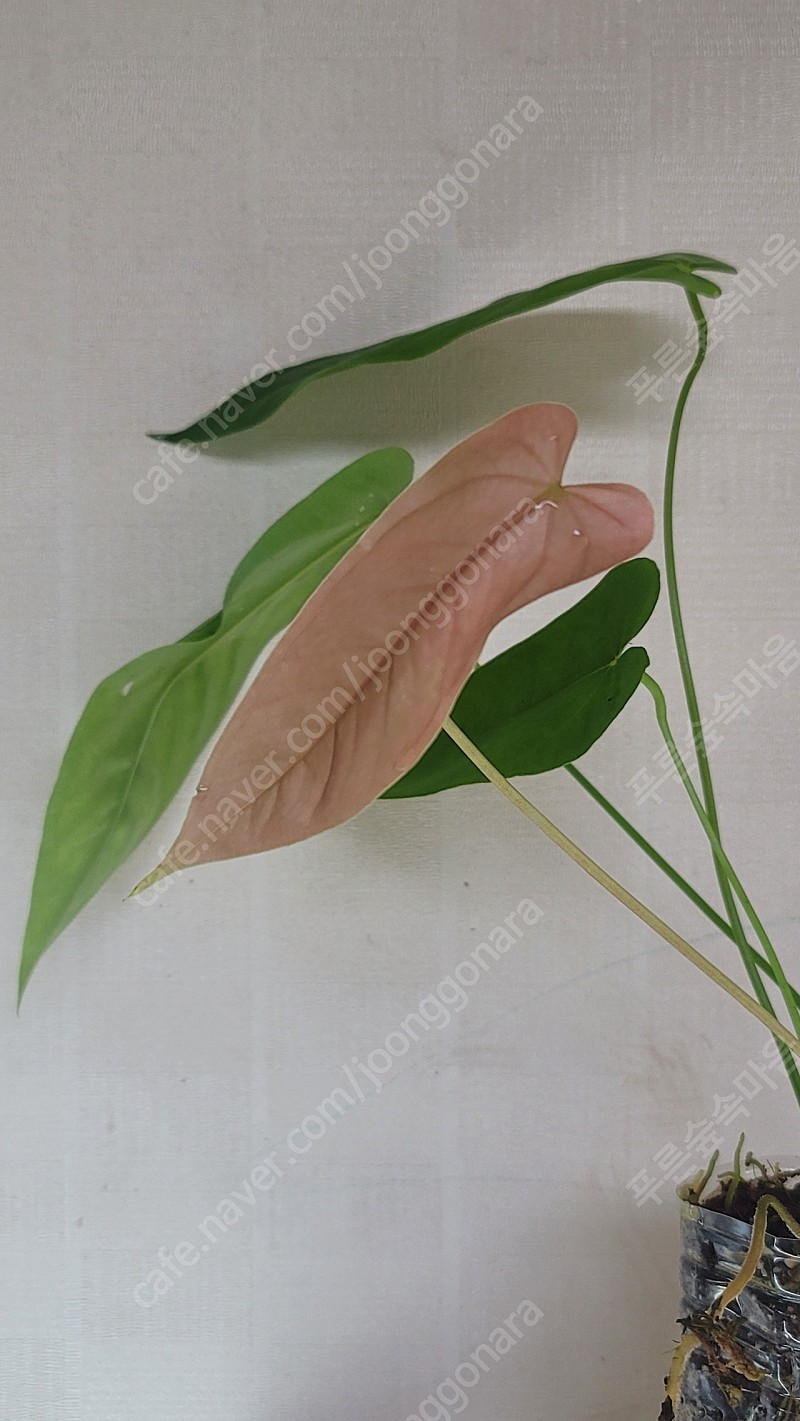 Anthurium bullatus 묘 안스리움 블라투스 블라터스