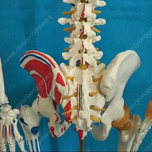 (동영상)183cm 인대/기시정지 전신골격모형 새제품
