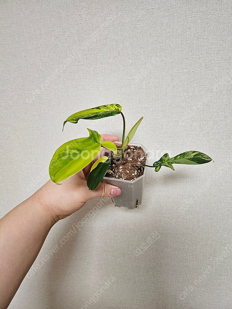 플로리다뷰티 바리에가타--0