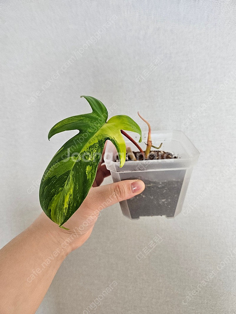 플로리다뷰티 바리에가타--0