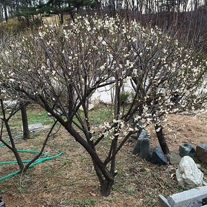 정원수 특수목 조경수 소나무 향나무 진백 청짜보 정원석 수석 산수경석 관통석 문양석 좋은주인모십니다.