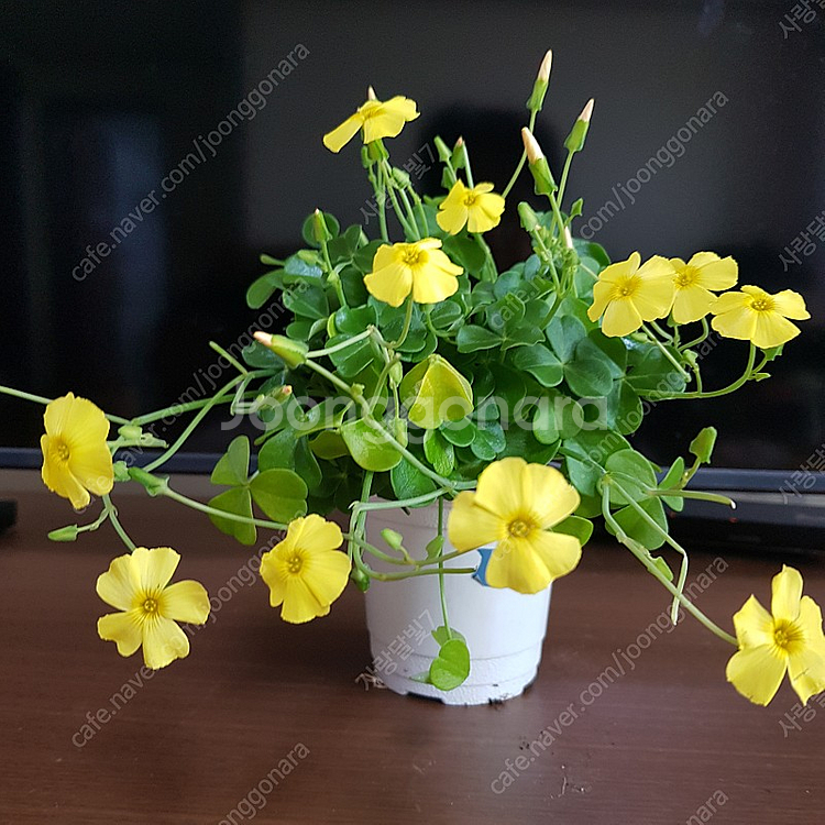 사랑초 카노사와 제라늄--0