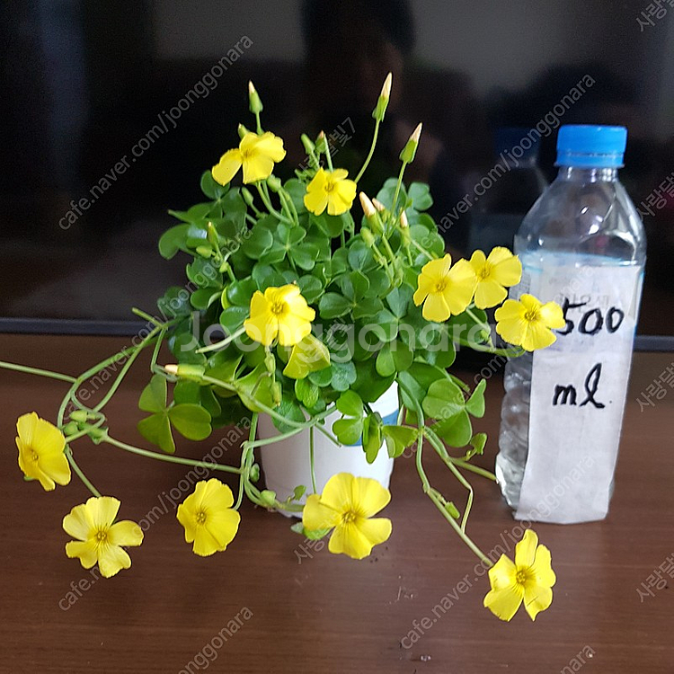 사랑초 카노사와 제라늄--1