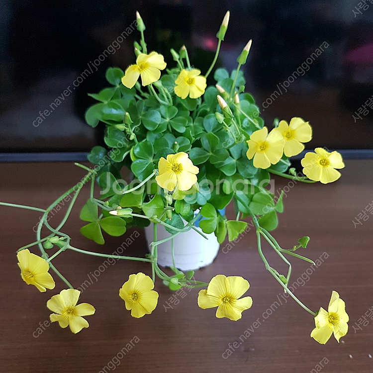 사랑초 카노사와 제라늄--2