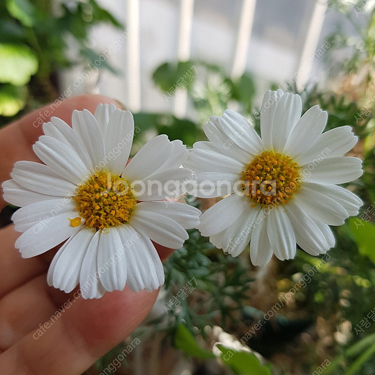 사랑초 카노사와 제라늄--4