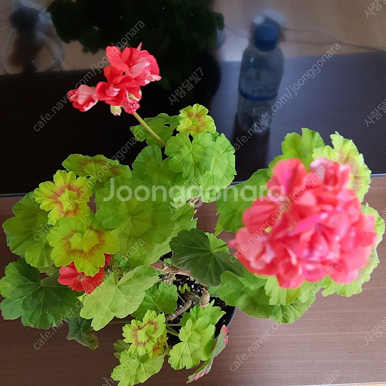 사랑초 카노사와 제라늄--5