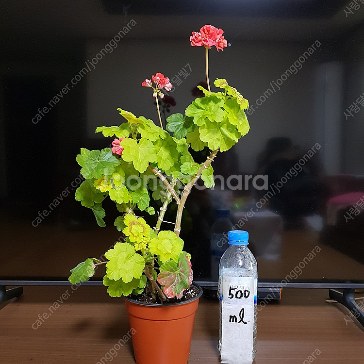 사랑초 카노사와 제라늄--6