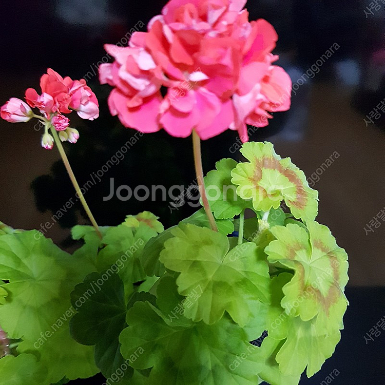 사랑초 카노사와 제라늄--7