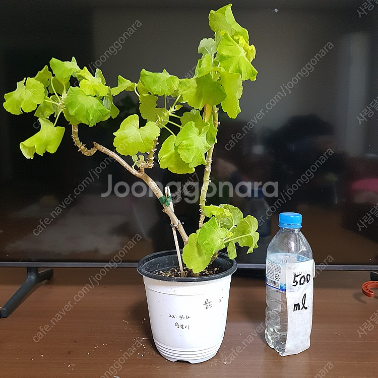 사랑초 카노사와 제라늄--9