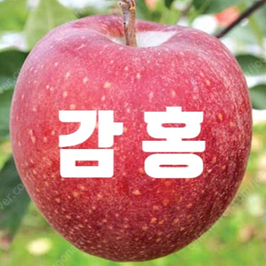 상일농원 감홍 사과묘목-M9 대목