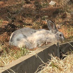 하이원 곤도라 1340 이용권 대인2인