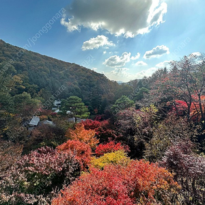 오픈파일럿 콤마3 C3 구매합니다