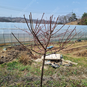 조경 나무 홍매실 벚꽃나무 미측백 배달 가능 식물 조경수 묘목나무