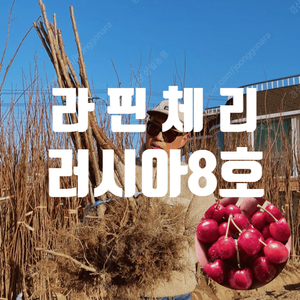 체리묘목 라핀, 러시아8호 (크림슨5 왜성대목) 판매