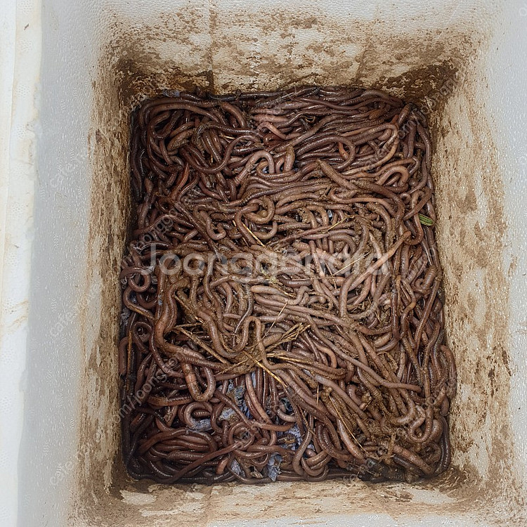 민물장어 미끼 말지렁이 판매합니다.(예약제)항상 100...--1