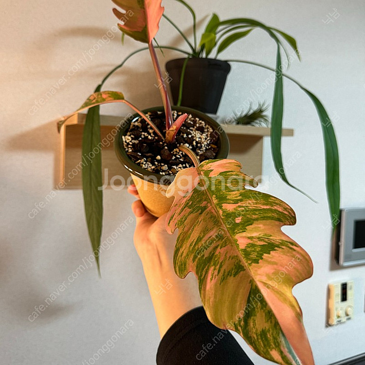 필로덴드론 카라멜마블 바리에가타 무늬천재 (두갸르송 그...--0