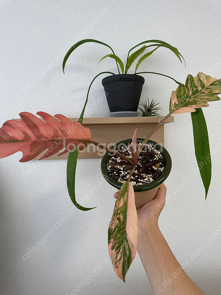필로덴드론 카라멜마블 바리에가타 무늬천재 (두갸르송 그...--2