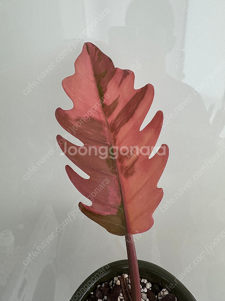 필로덴드론 카라멜마블 바리에가타 무늬천재 (두갸르송 그...--4