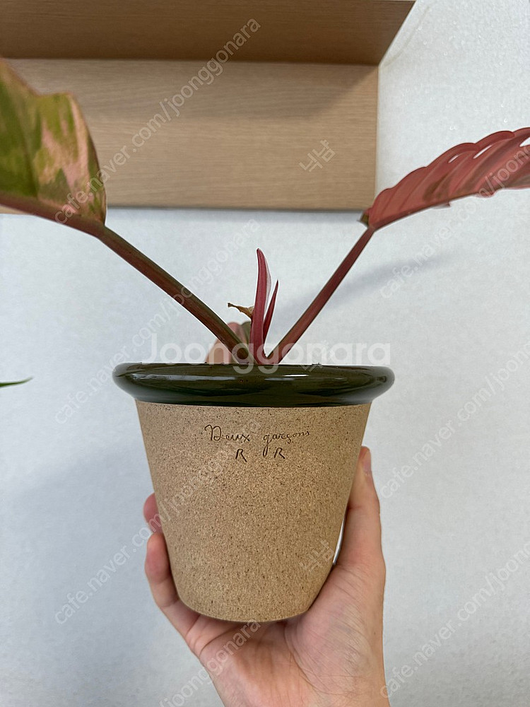 필로덴드론 카라멜마블 바리에가타 무늬천재 (두갸르송 그...--6