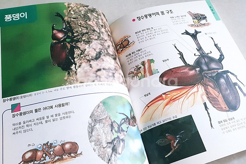 예림당 동물도감 / 곤충, 물고기 도감--3