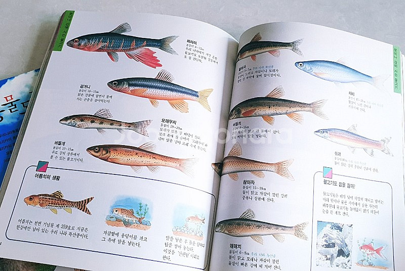 예림당 동물도감 / 곤충, 물고기 도감--4