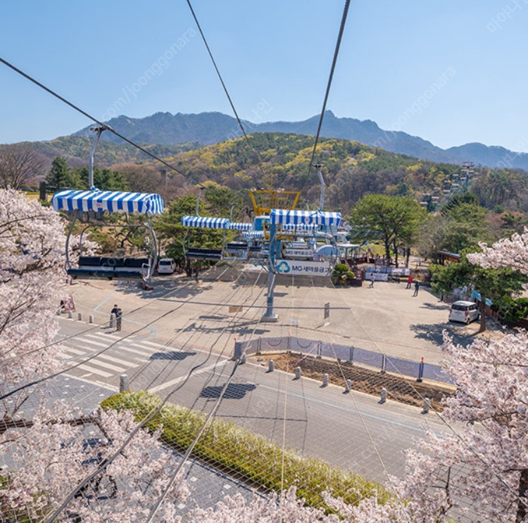 서울랜드 연간회원(+동물원+스카이리프트 무제한 이용권)4명