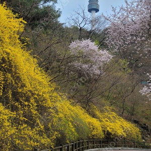 에버랜드 사파이스페셜 투어 4/19일 오전 구해요