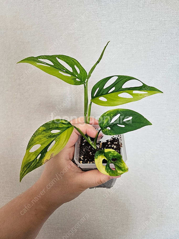 라니아타 옐로우 바리에가타--0