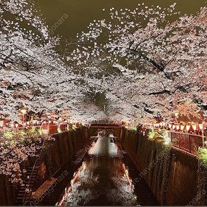 도쿄 메구로 벚꽃크루즈 4월10일 저녁8시 2인