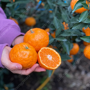 [효돈농장] 제주 효돈 봄 피는 귤 카라향 초특가 세일 중!!️