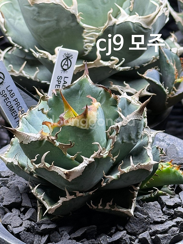 아가베 티타노타 ( 백화염 , 사드 , 백경 ) 돌스테...--2