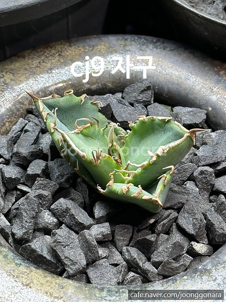 아가베 티타노타 ( 백화염 , 사드 , 백경 ) 돌스테...--3
