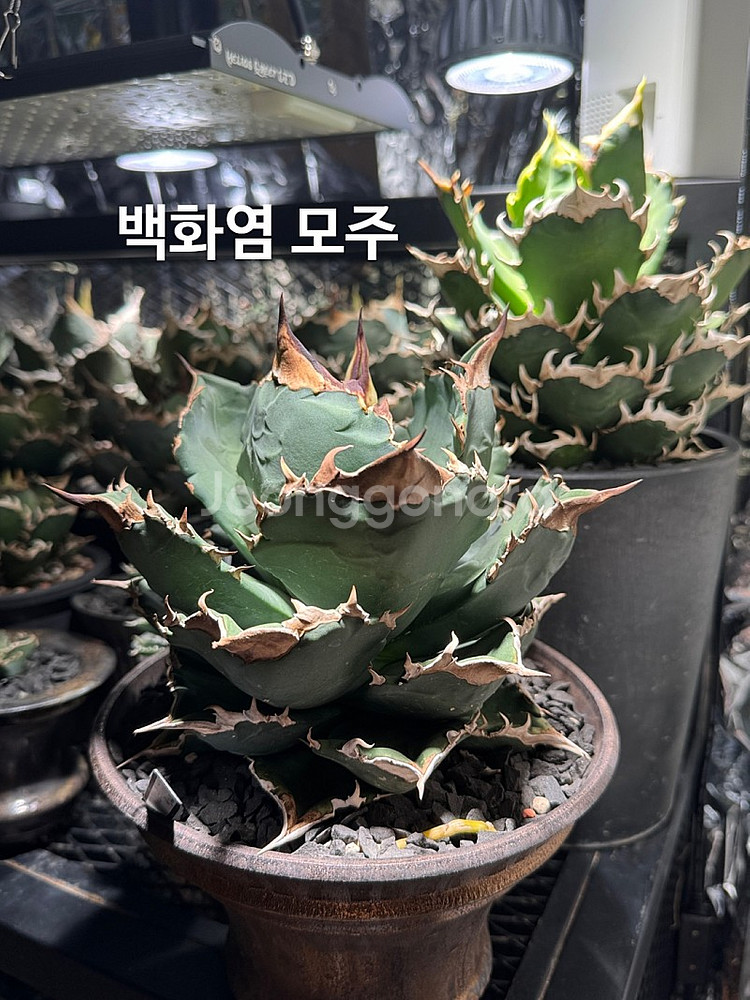아가베 티타노타 ( 백화염 , 사드 , 백경 ) 돌스테...--4