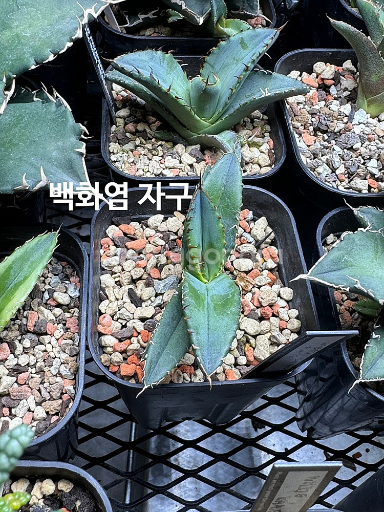 아가베 티타노타 ( 백화염 , 사드 , 백경 ) 돌스테...--5