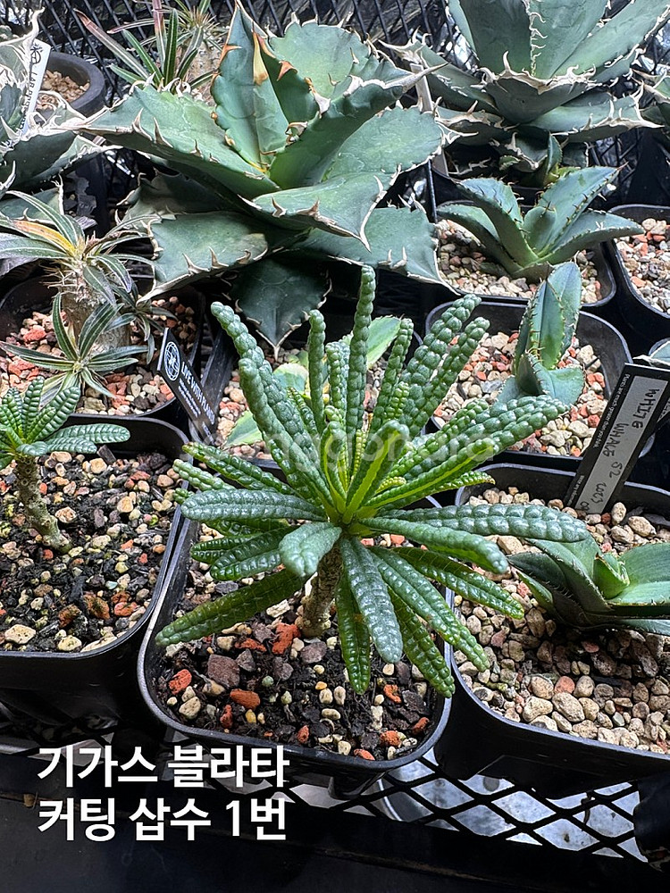 아가베 티타노타 ( 백화염 , 사드 , 백경 ) 돌스테...--6