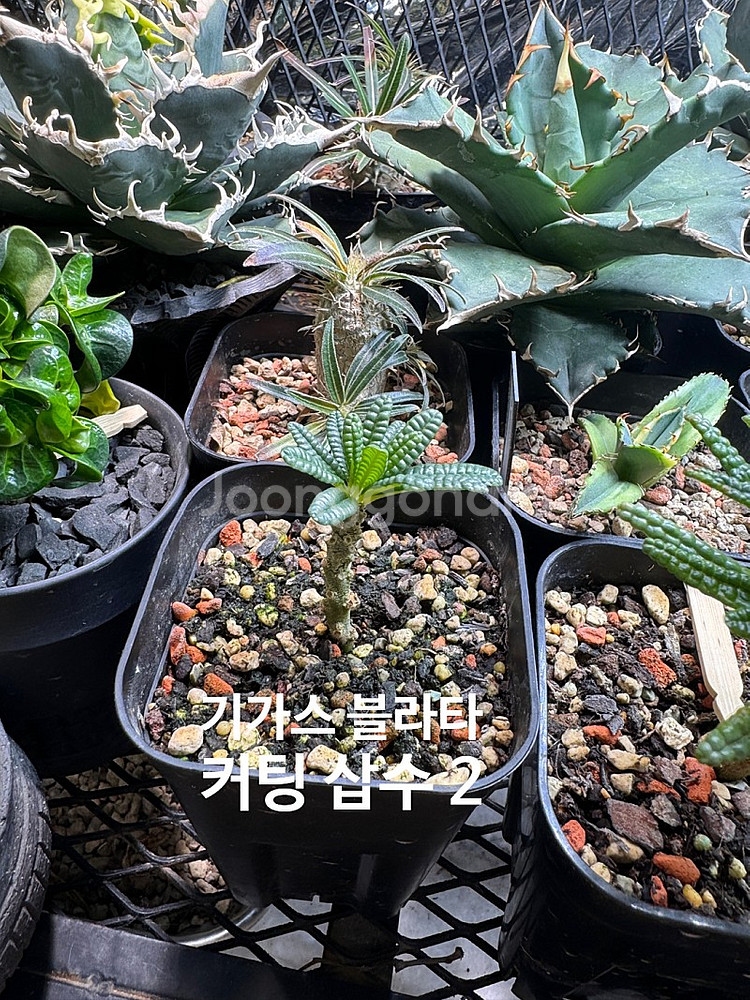 아가베 티타노타 ( 백화염 , 사드 , 백경 ) 돌스테...--7