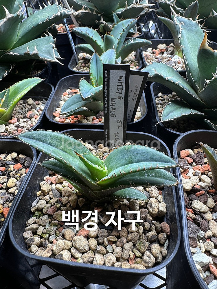 아가베 티타노타 ( 백화염 , 사드 , 백경 ) 돌스테...--8