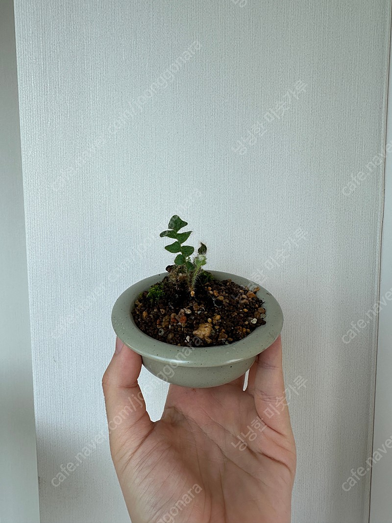 고사리밭만드는방법 | TikTok, image size:800x1067