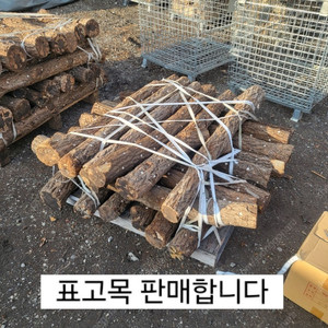 표고목 표고버섯 종균 접종목