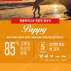 오리젠 퍼피 독 6키로