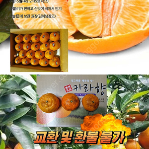 제주 카라향 3KG 선물용 과일 판매합니다.