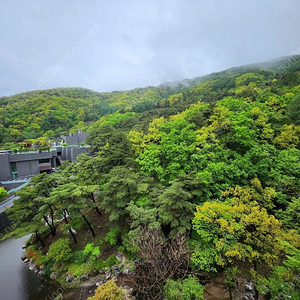 제천 리솜포레스트 5월4일 양도합니다