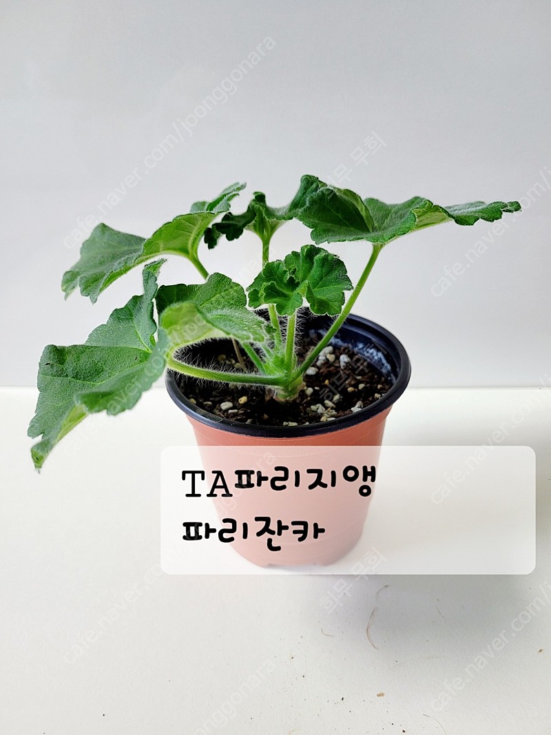 TA파리지앵 파리잔카 제라늄 (러시아 제라늄)