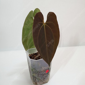 안스리움 다크피닉스 식물 화분