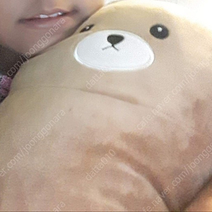 다이소 단종된 곰 바디필로우